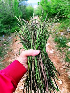 Picking asparagus