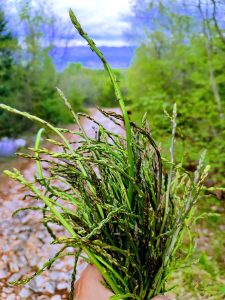 Picking asparagus