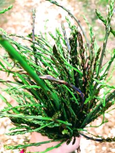 Picking asparagus